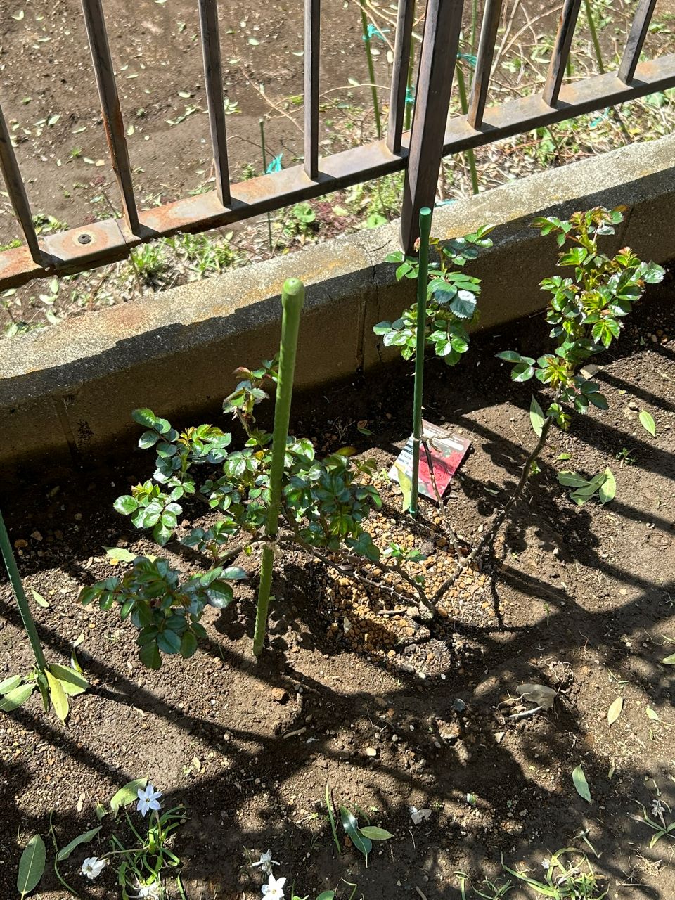 レッドレオナルドダビンチ新苗39週後