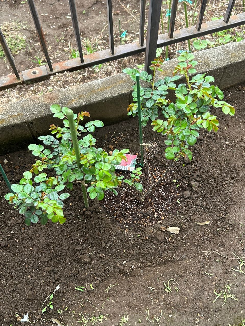 レッドレオナルドダビンチ新苗40週後