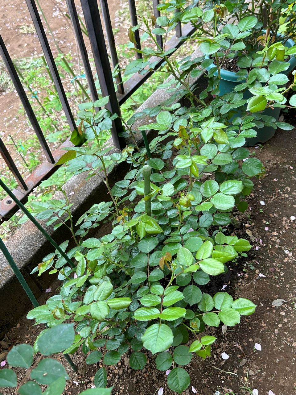 レッドレオナルドダビンチ新苗42週後