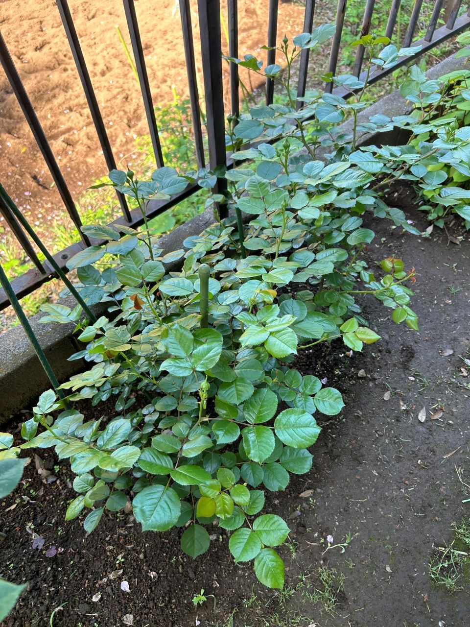 レッドレオナルドダビンチ新苗43週後