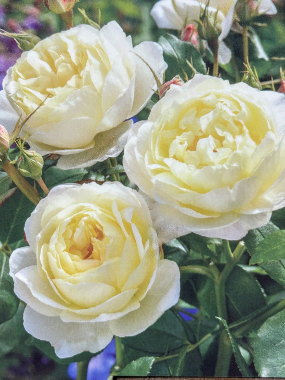 ヴァネッサ・ベル