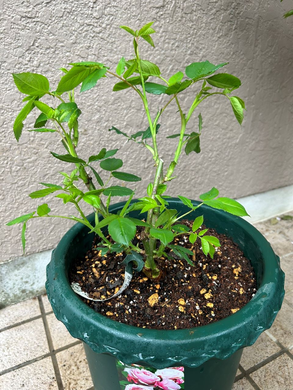 ヴァネッサ・ベル新苗の植替え