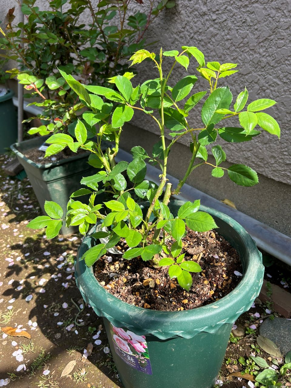 ヴァネッサ・ベル新苗の1週間後