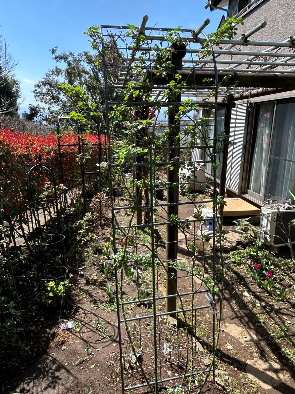 アンジェラ長尺苗の44週後