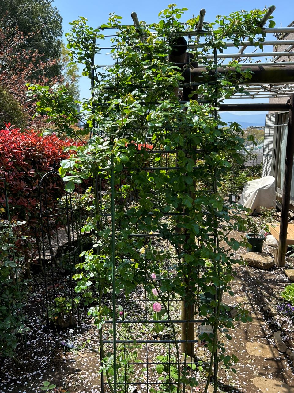 アンジェラ長尺苗の46週後