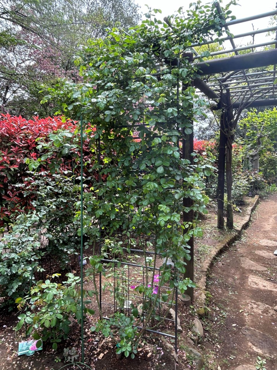 アンジェラ長尺苗の47週後