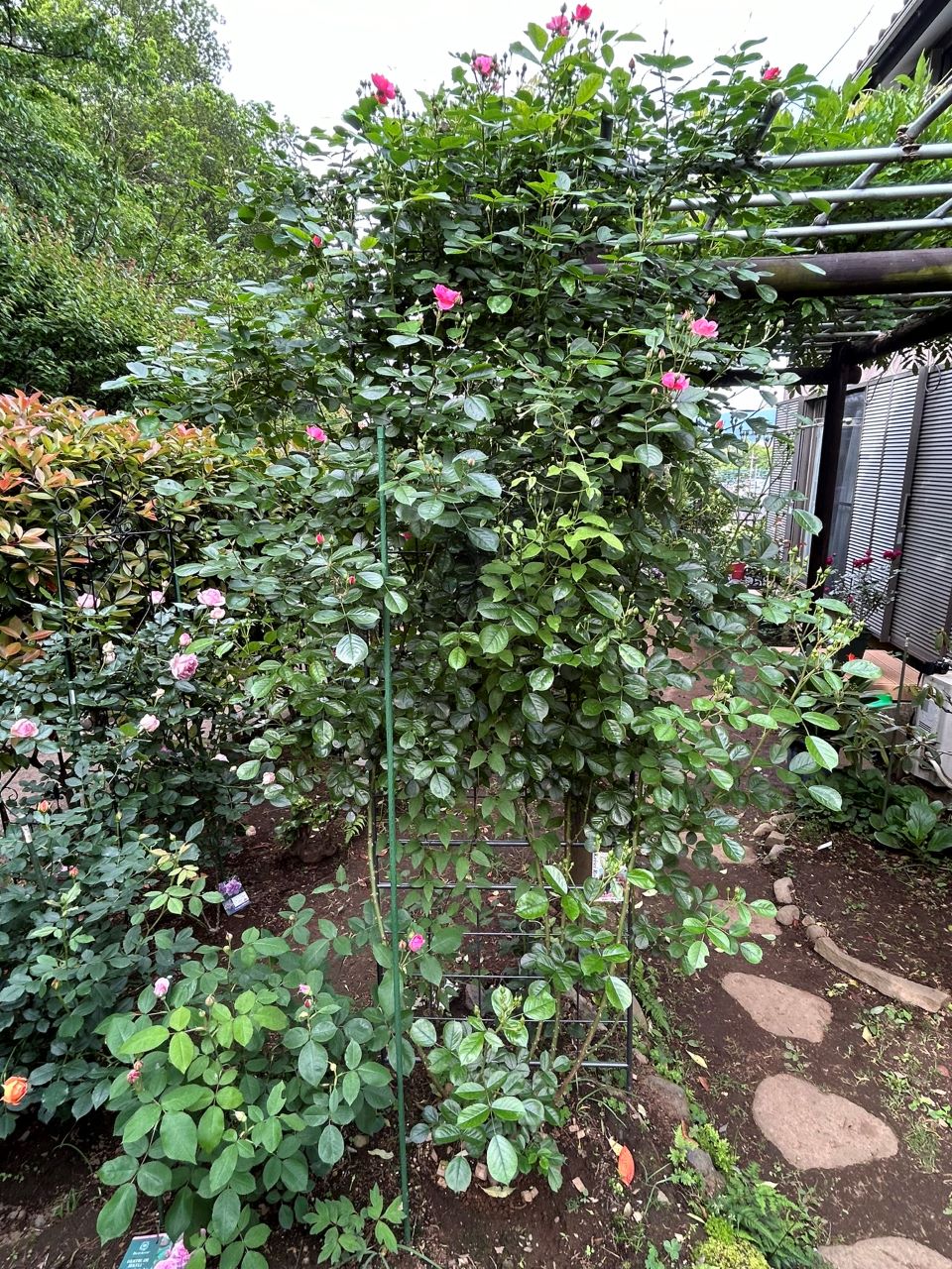 アンジェラ長尺苗の50週後