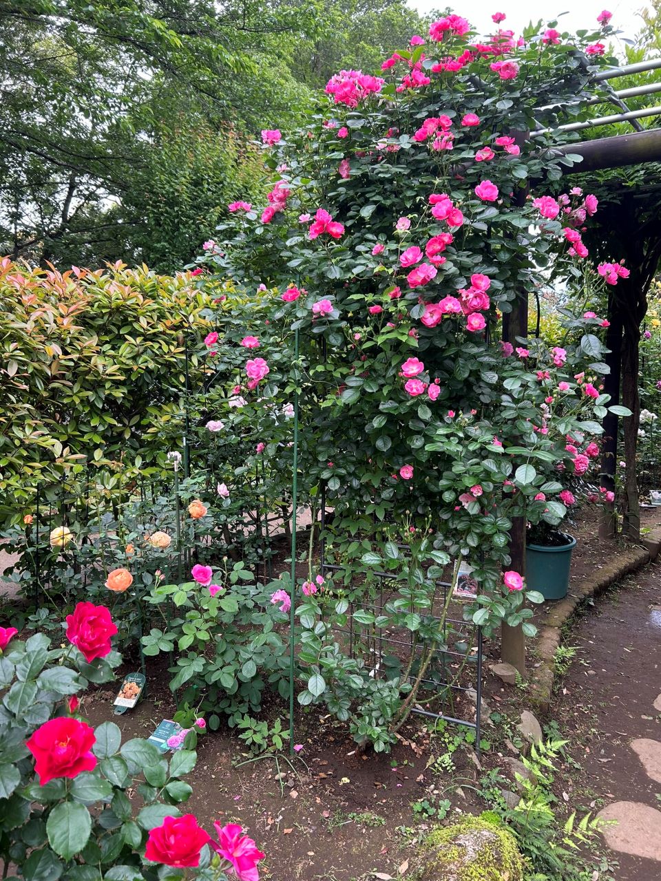 アンジェラ長尺苗の52週後