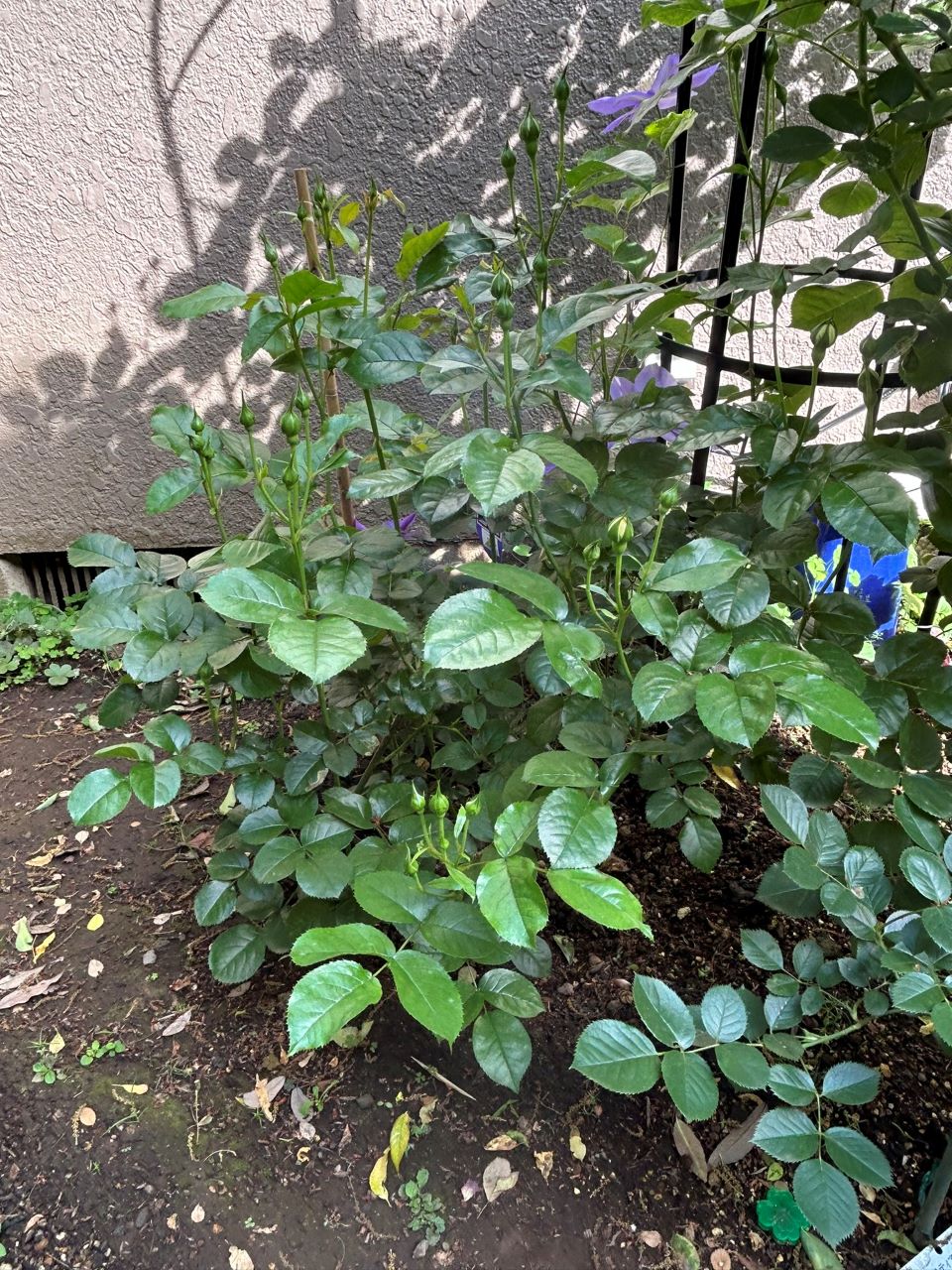 シャトー・ドゥ・シュベルニー大苗10週後