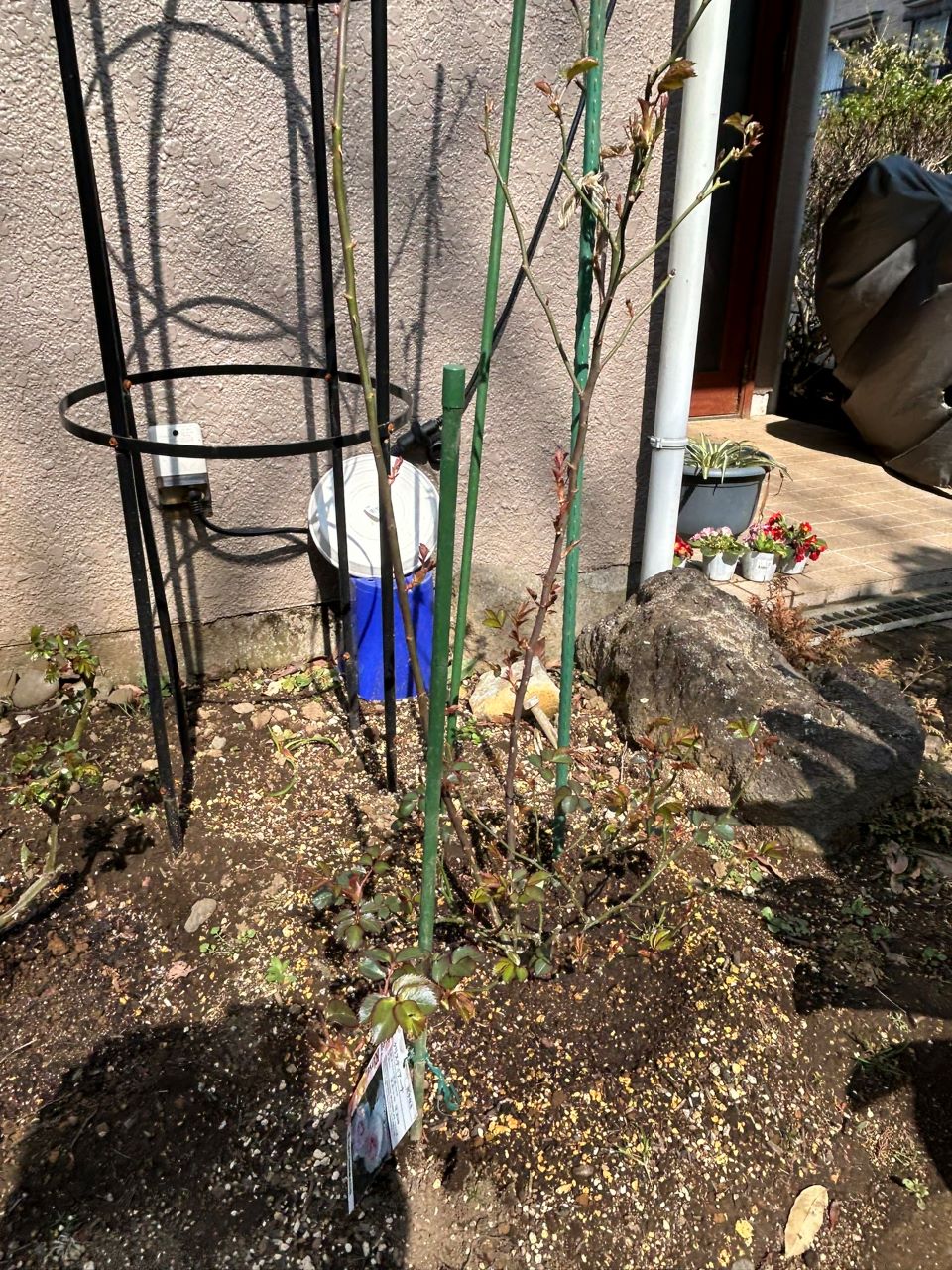 クリスティアーナの10月開花苗22週後