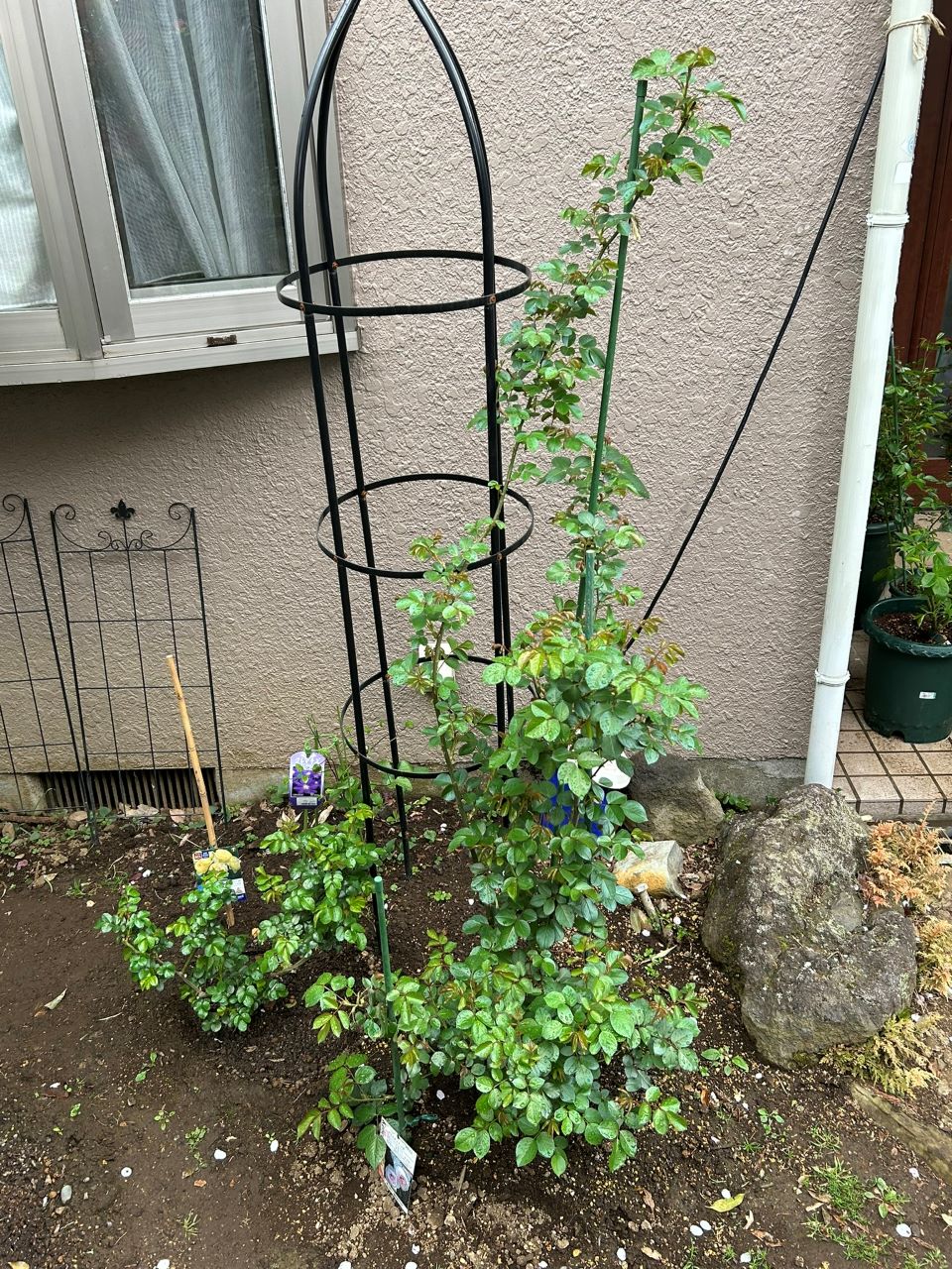 クリスティアーナの10月開花苗25週後