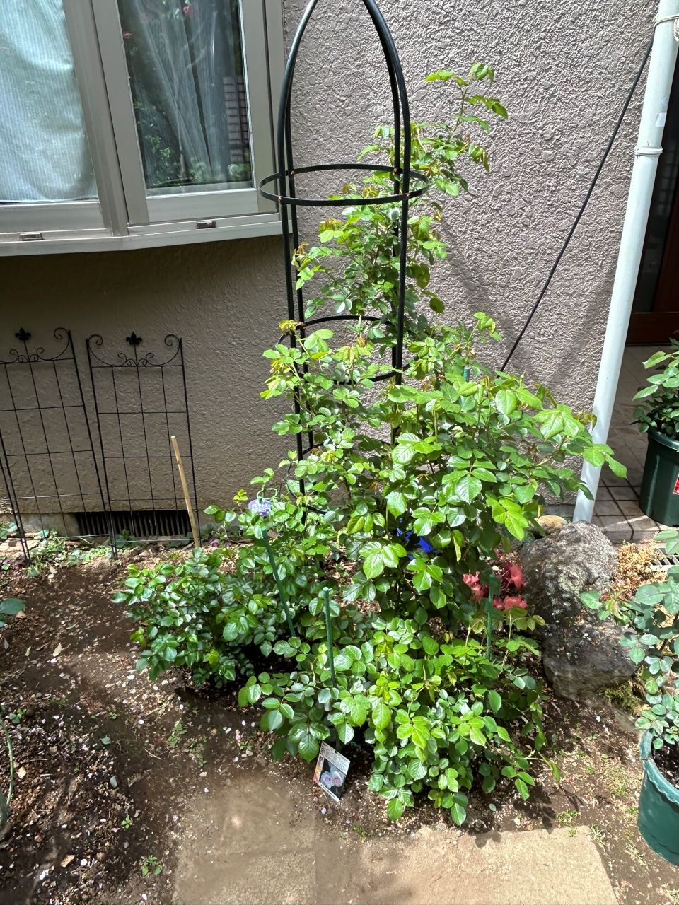 クリスティアーナの10月開花苗27週後