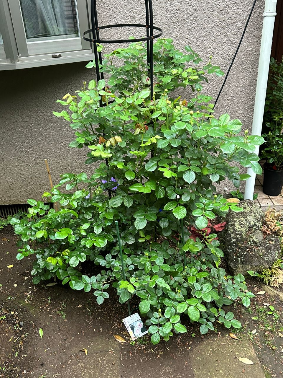 クリスティアーナの10月開花苗29週後