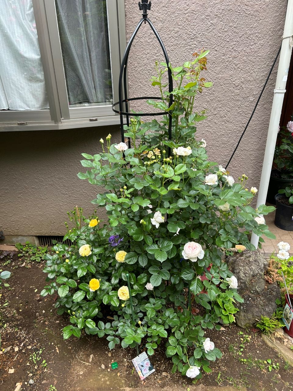 クリスティアーナの10月開花苗32週後