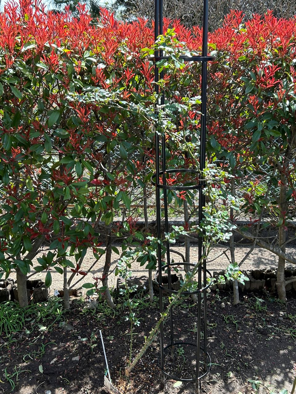 シンデレラ５月新苗42週後