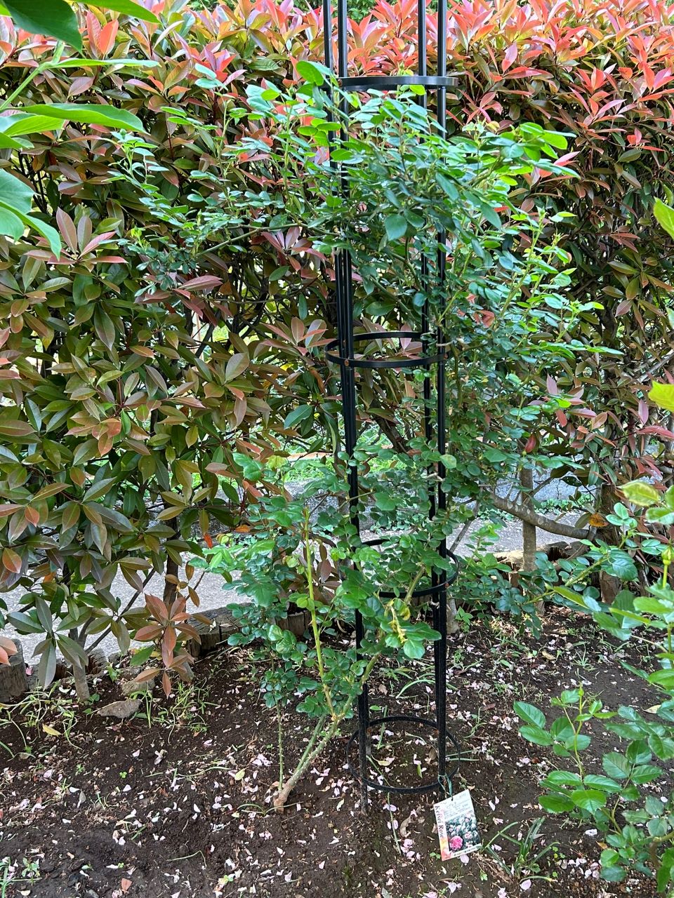 シンデレラ５月新苗46週後