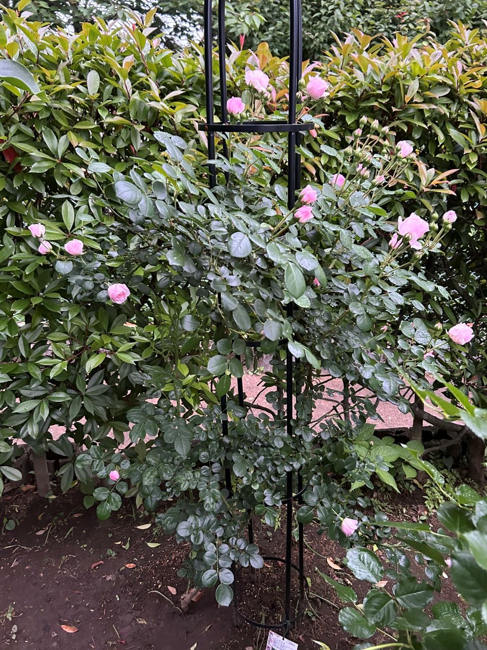 シンデレラ５月新苗49週後