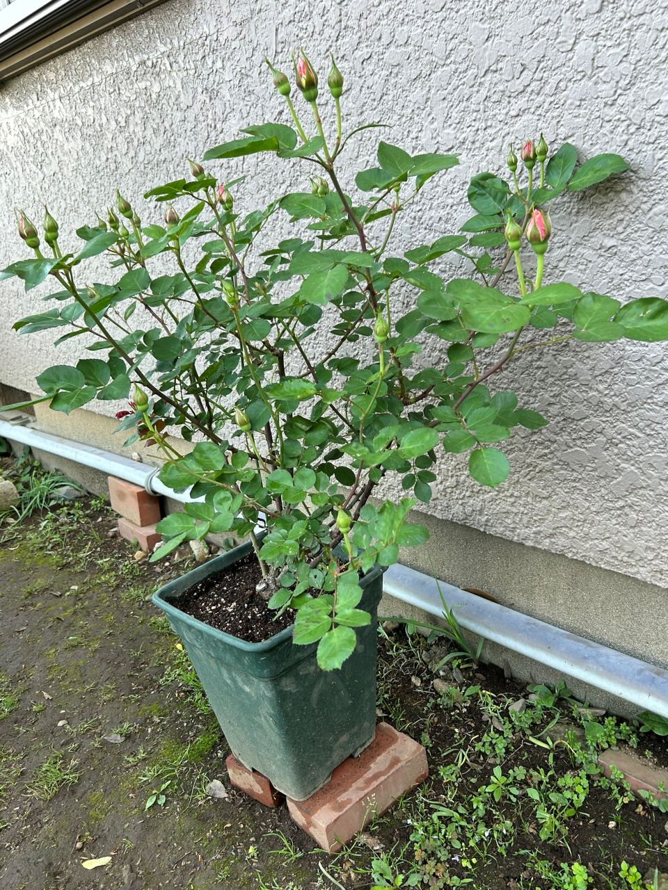 ダフネ大苗の11週後