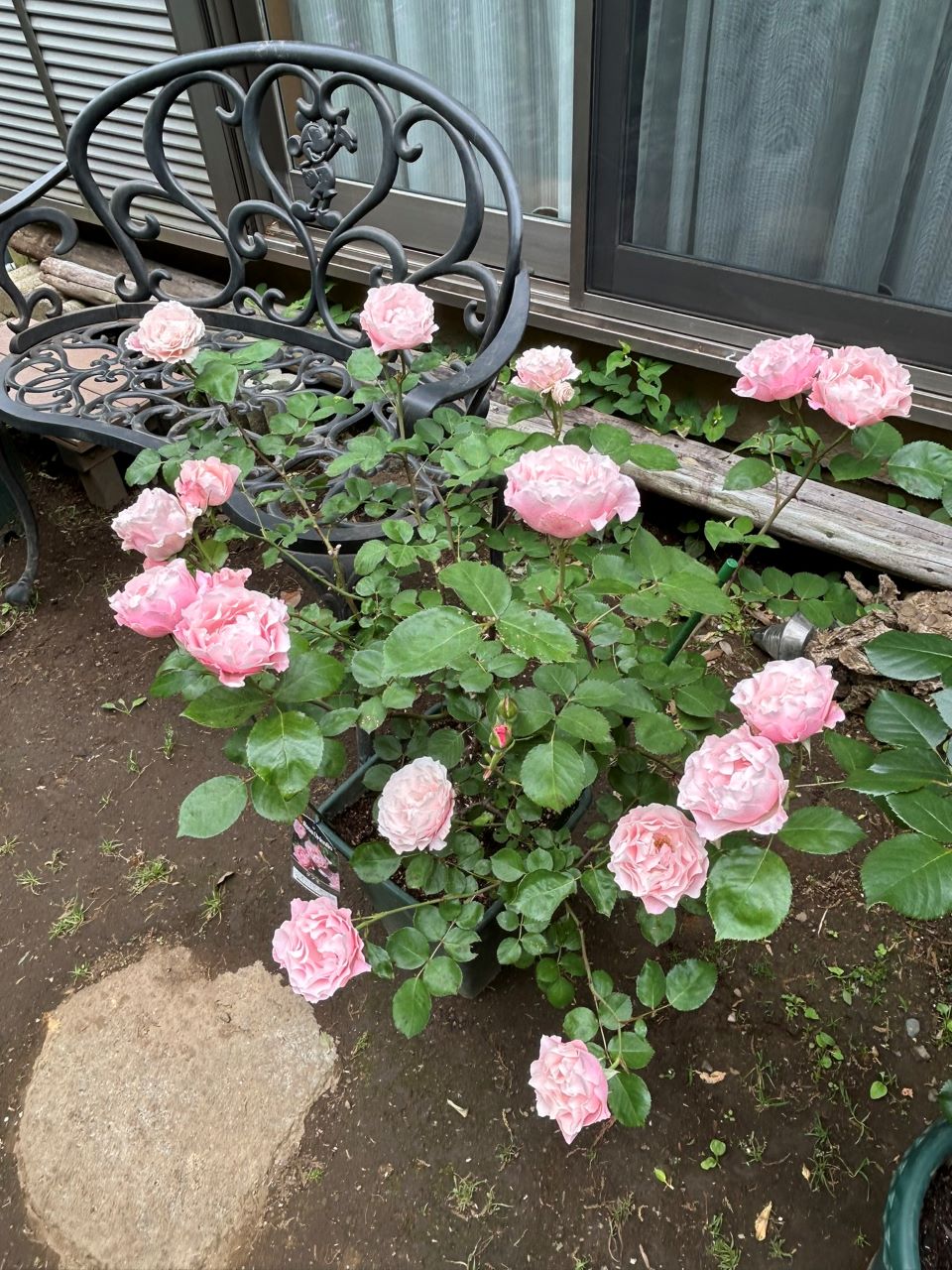 ダフネ大苗の13週後