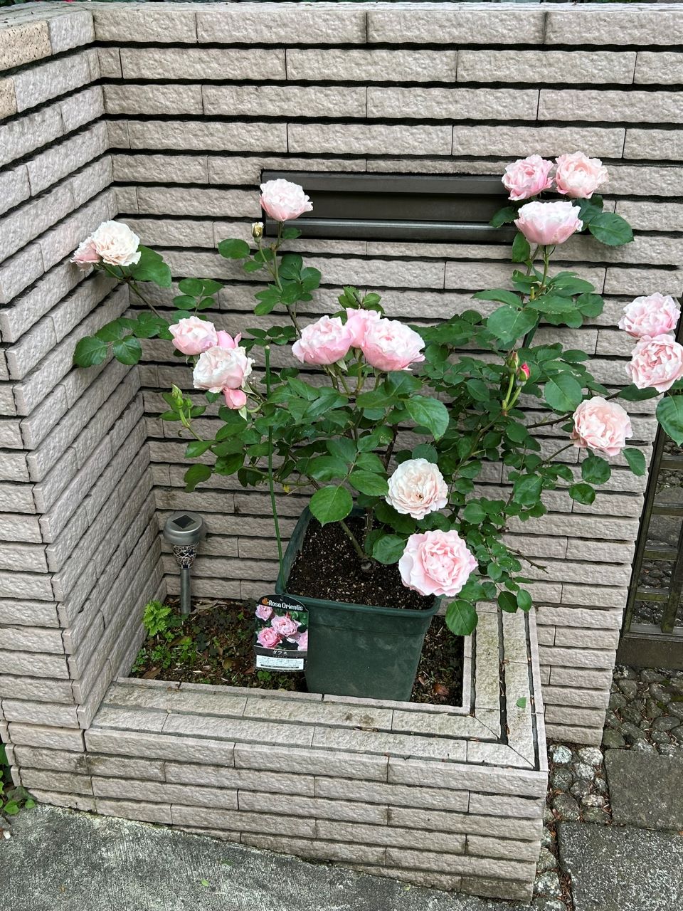 ダフネ大苗の14週後