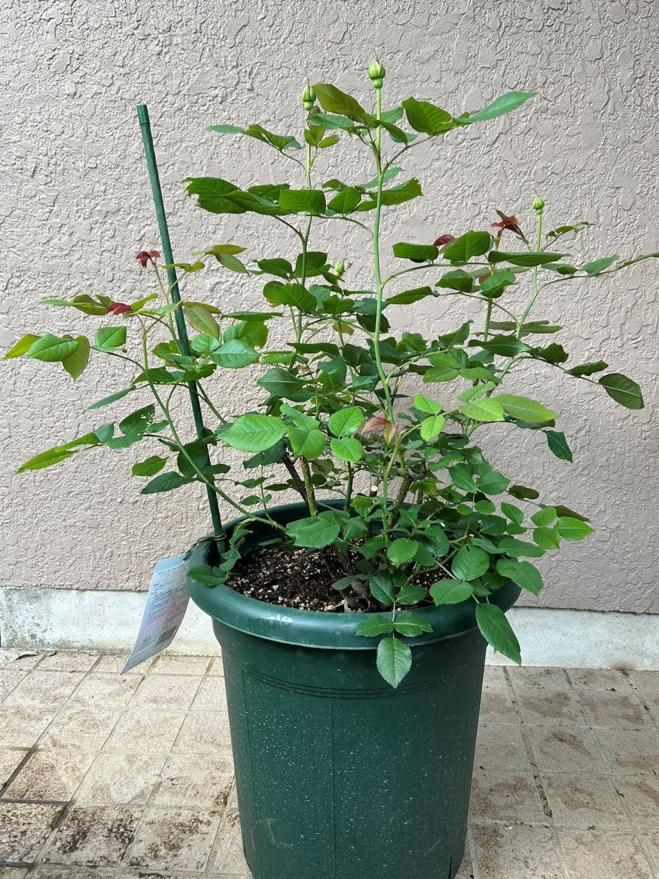 ガブリエル・オーク大苗19週後