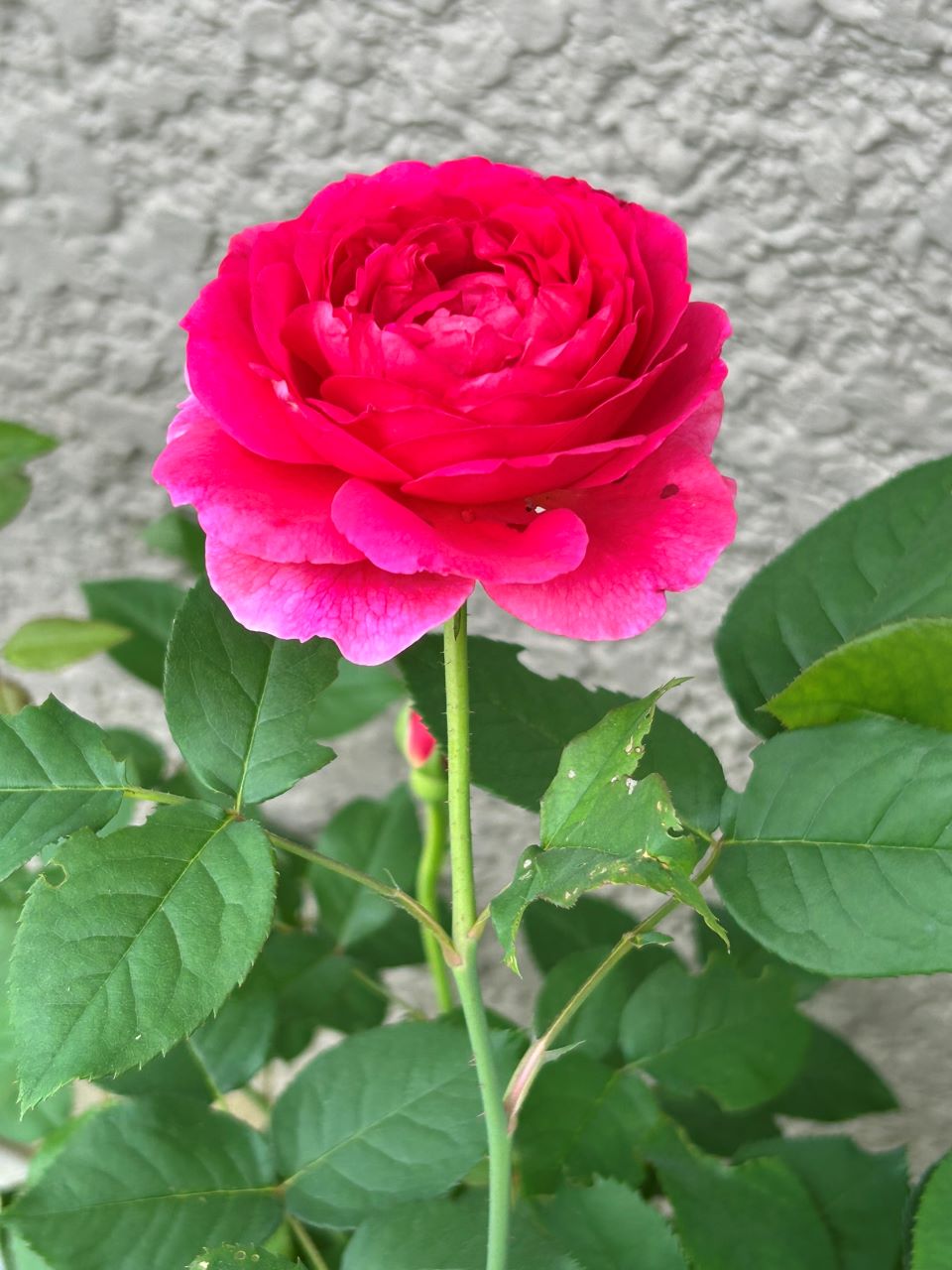 ガブリエル・オーク大苗20週後