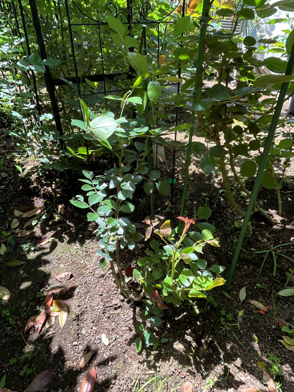 ジェネラシオン・ジャルダン裸苗11週後