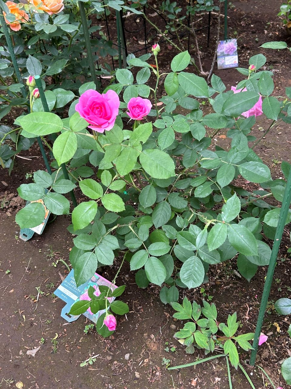 ガートルード・ジェキル代替苗の30週後-2