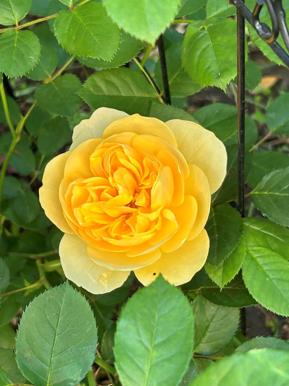 グラハム・トーマス15L鉢の42週後