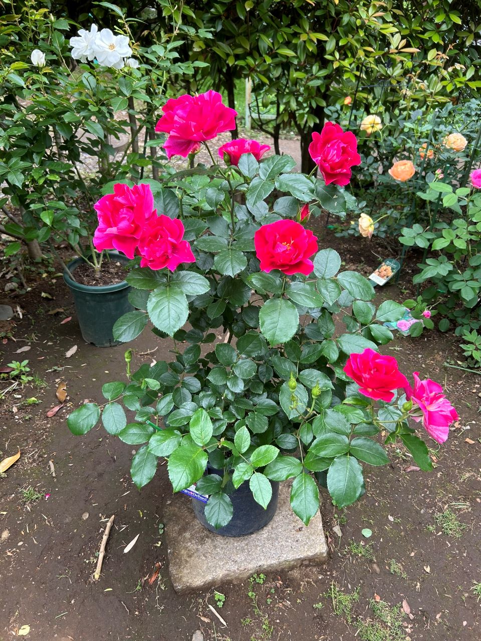 ギー・サヴォア大苗24週後-2