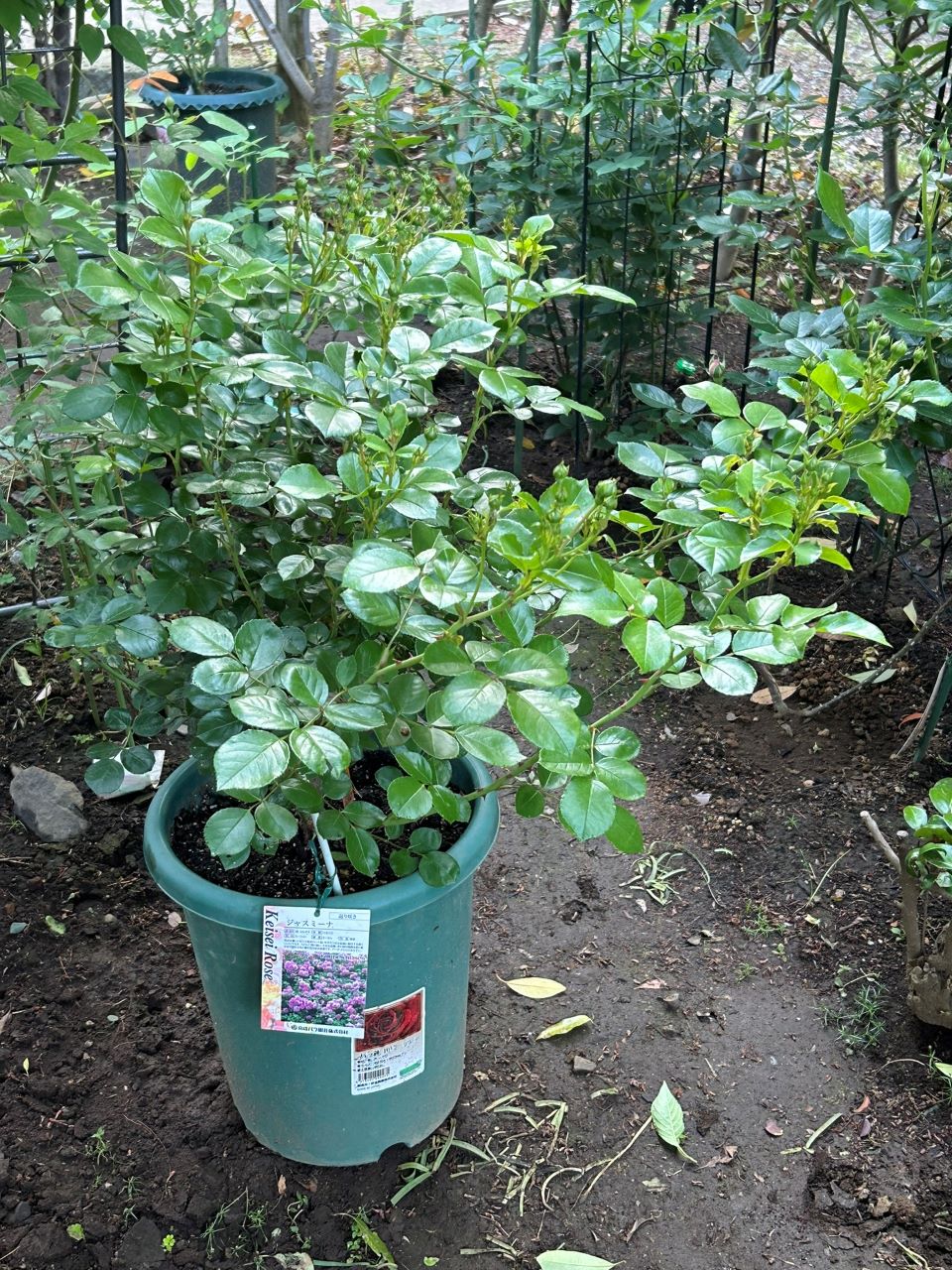 ジャスミーナ大苗の25週後