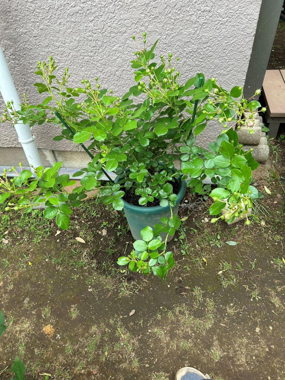 ジャスミーナ大苗の26週後