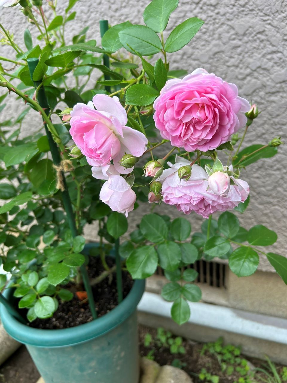 ジャスミーナ大苗の27週後