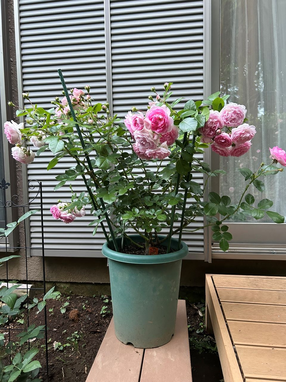 ジャスミーナ大苗の28週後