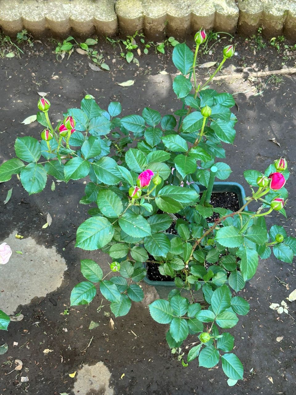 ル・タン・デ・スリーズ大苗12週後