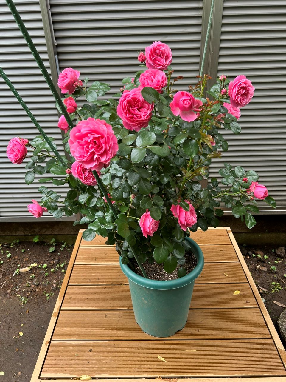 レオナルドダビンチ開花苗33週後