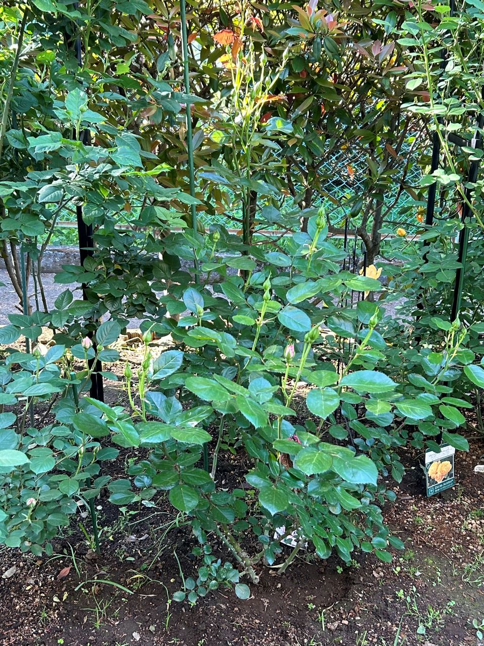 ニコール開花苗の51週後