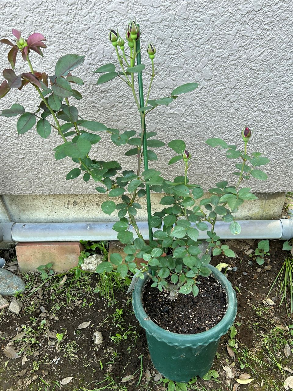 オデュッセイア大苗10週後