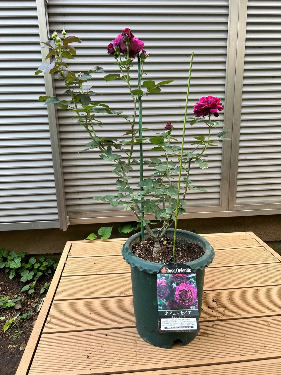 オデュッセイア大苗11週後