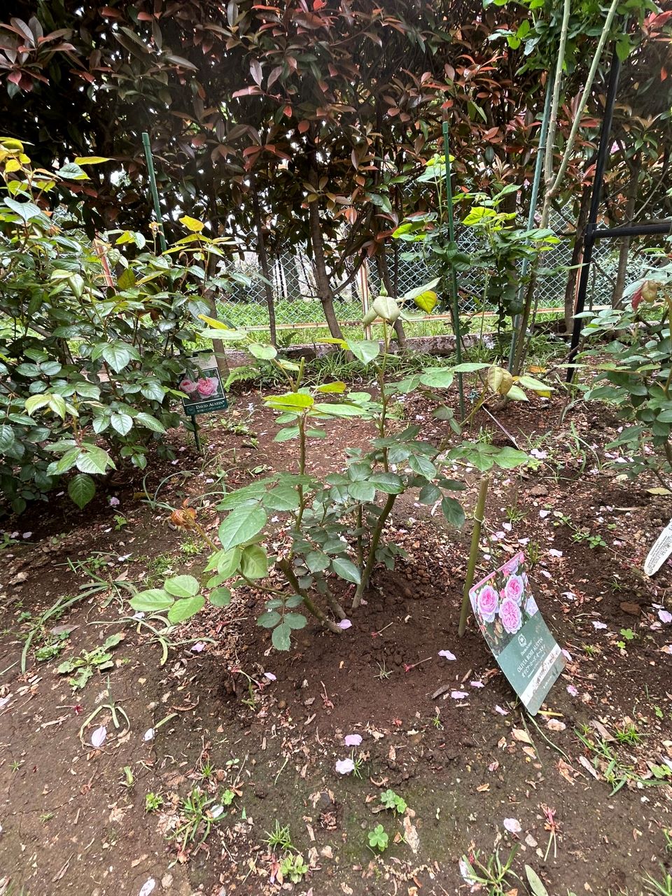 オリビア・ローズ・オ―スチン大苗16週後