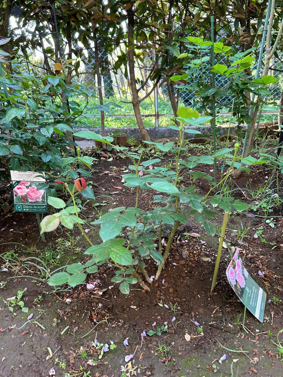 オリビア・ローズ・オ―スチン大苗17週後