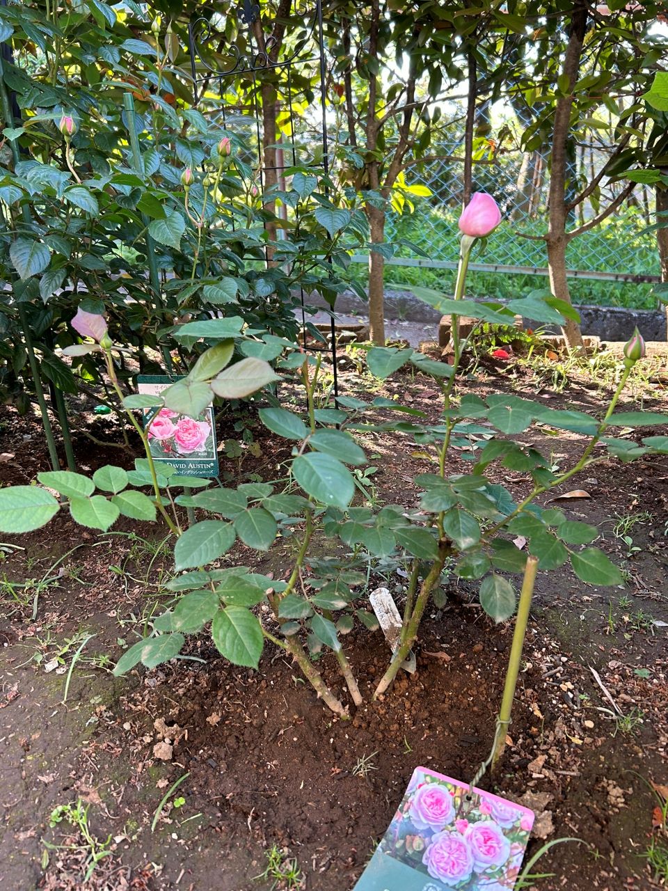 オリビア・ローズ・オ―スチン大苗18週後