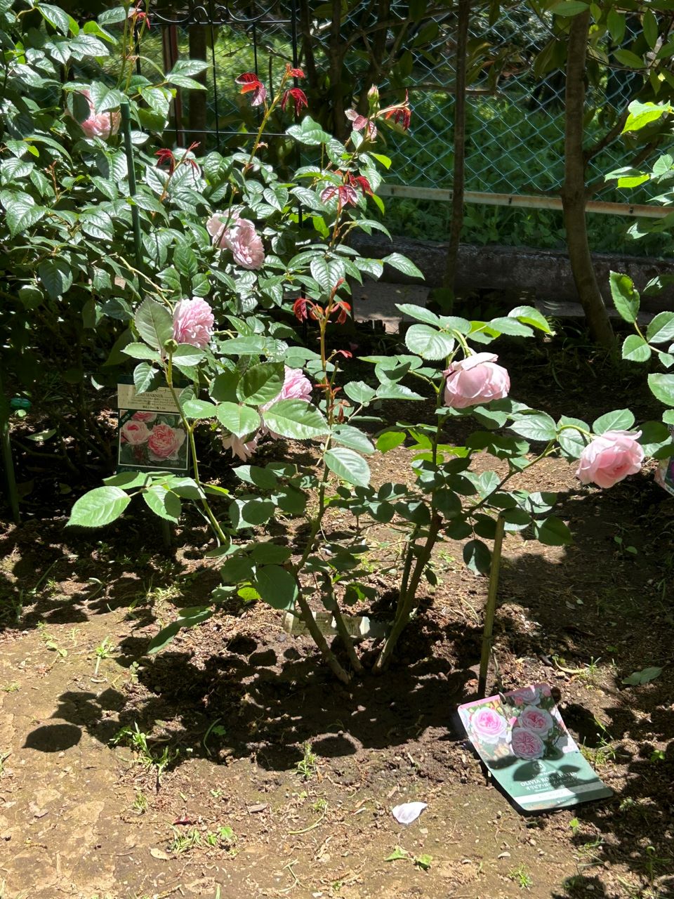 オリビア・ローズ・オ―スチン大苗19週後