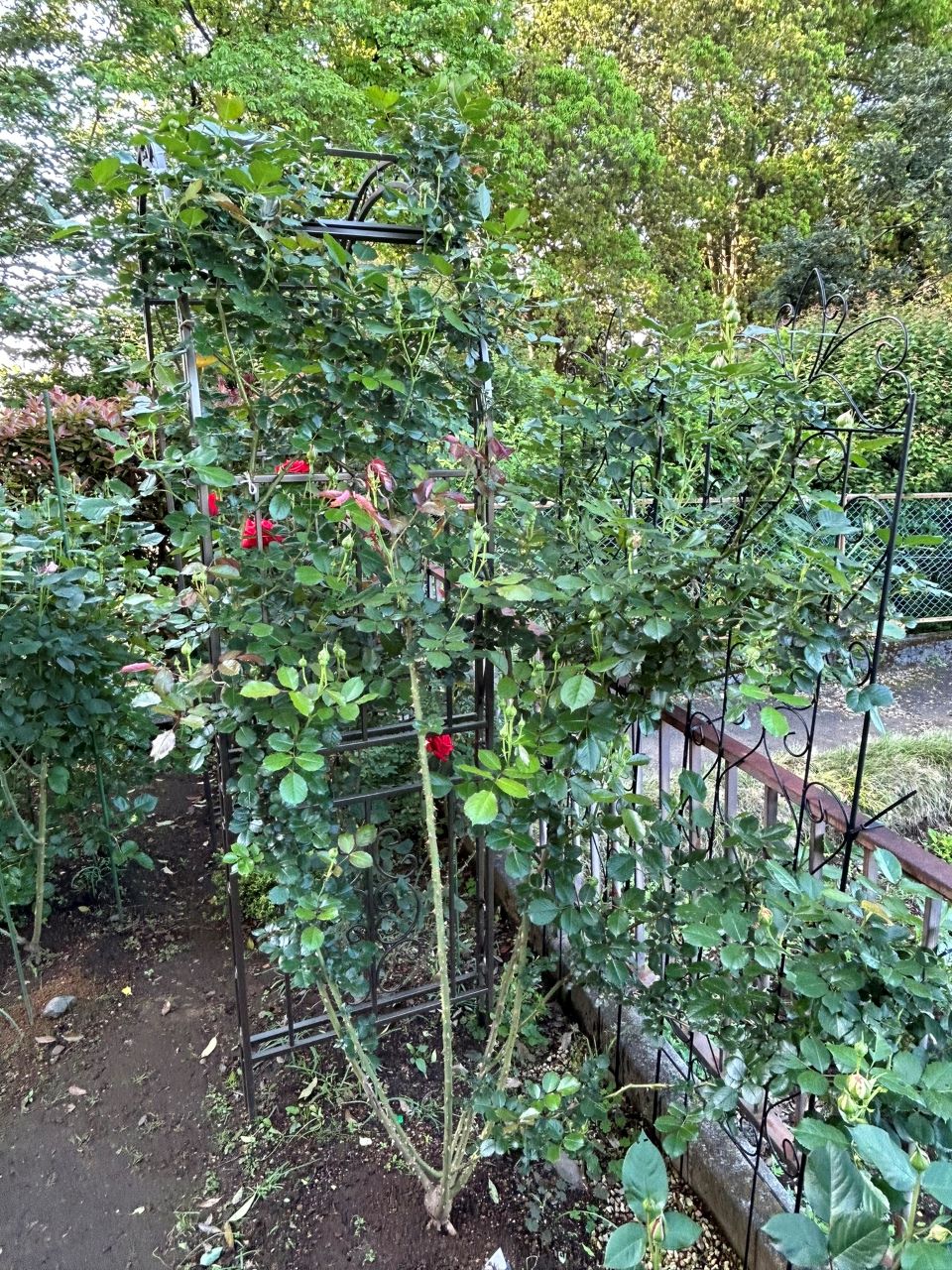 ピエール・ドゥ・ロンサール開花苗48週後