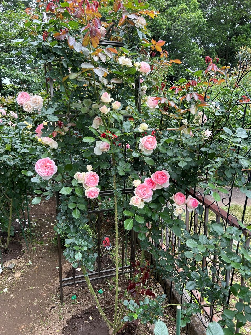 ピエール・ドゥ・ロンサール開花苗52週後