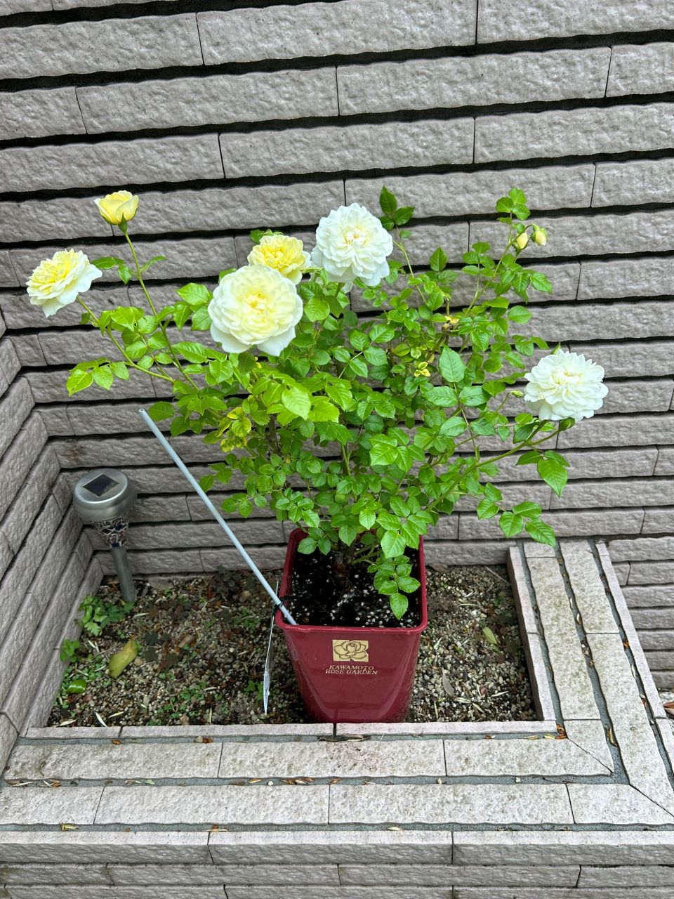 プリュネルの開花苗1週間後