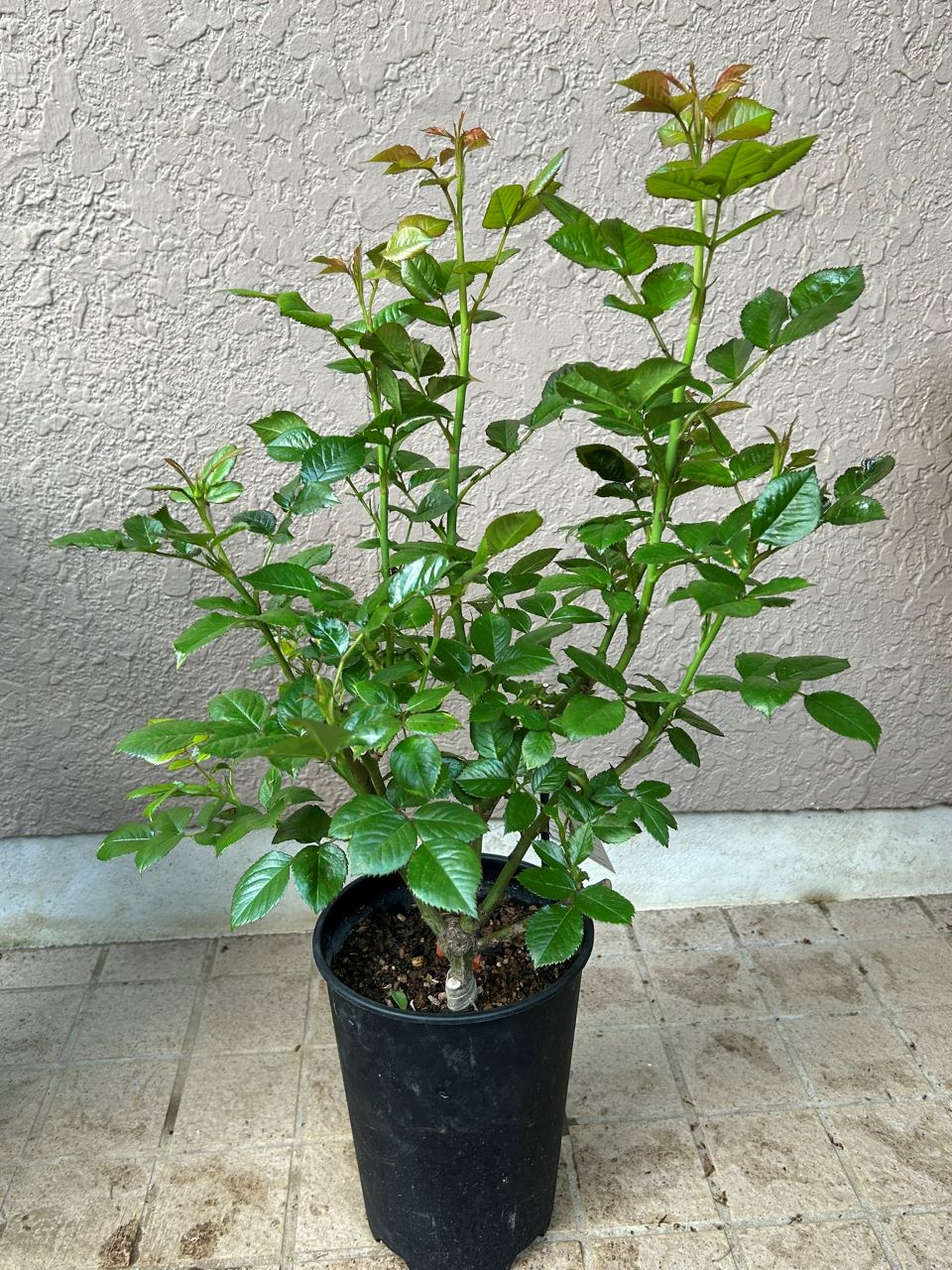 レヨンドゥソレイユ開花苗2週後