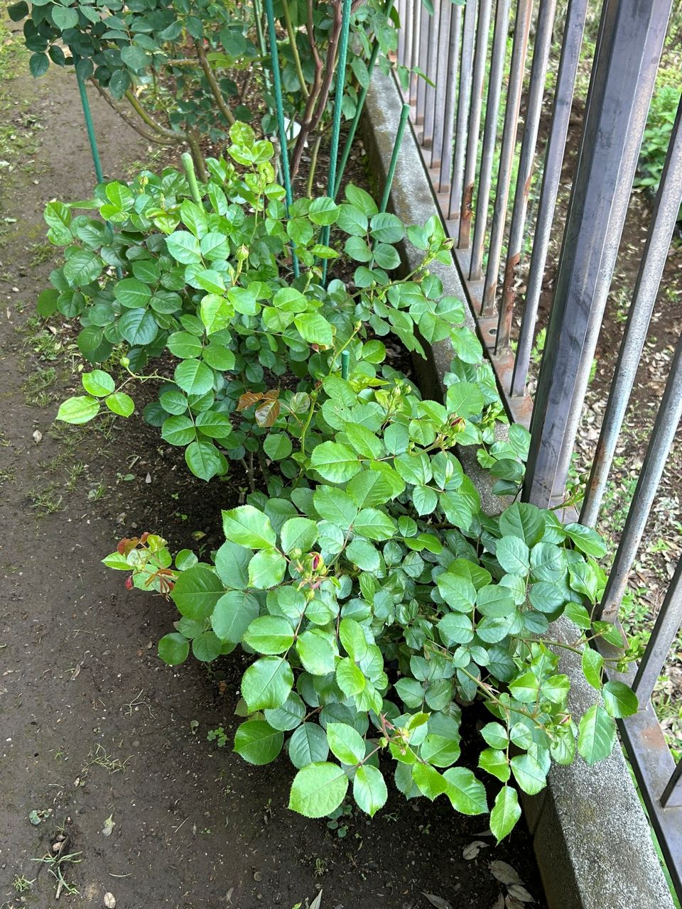 レッドレオナルドダビンチ新苗44週後