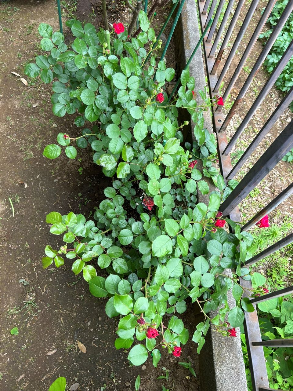 レッドレオナルドダビンチ新苗45週後