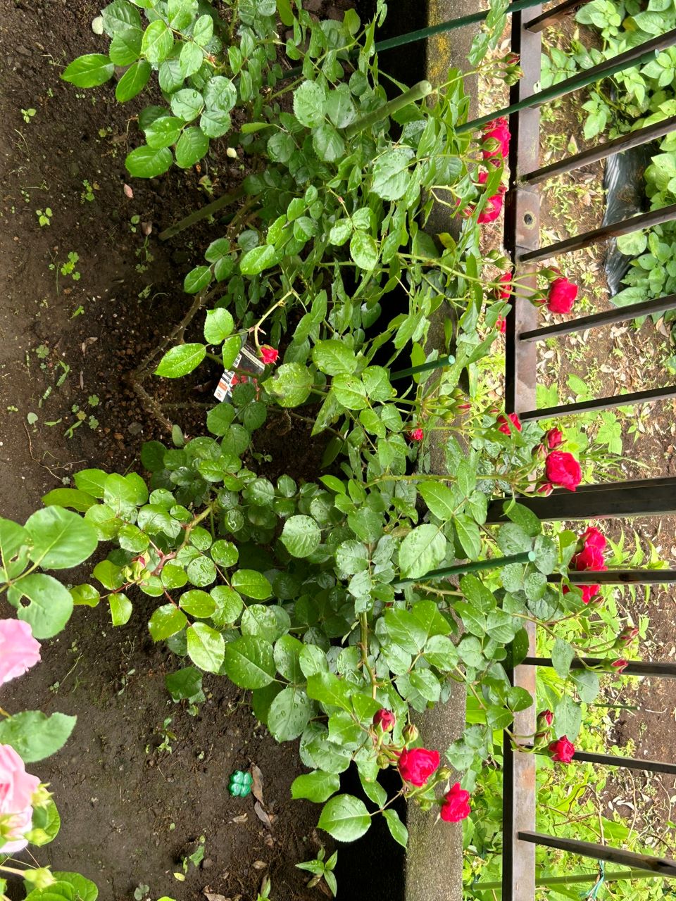 レッドレオナルドダビンチ新苗46週後